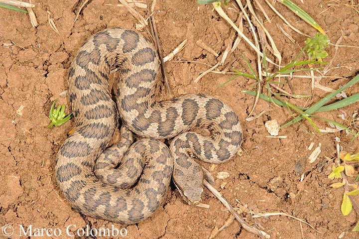 Vipera aspis francisciredi